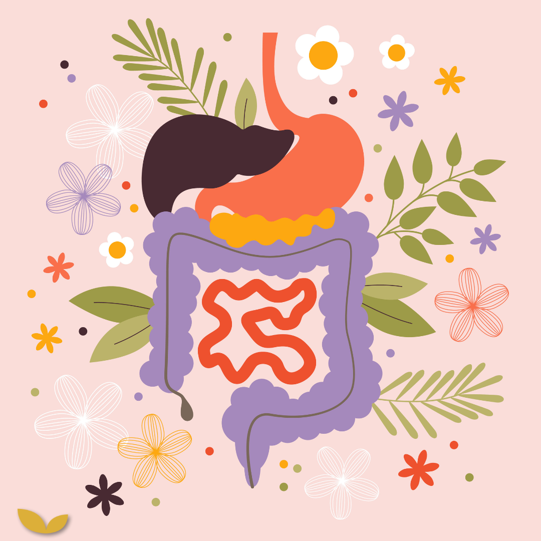 Stress, lever en spijsvertering: de ontbrekende schakel in herstel