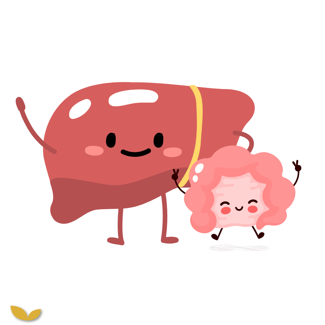 De verborgen invloed van je lever op je darmen