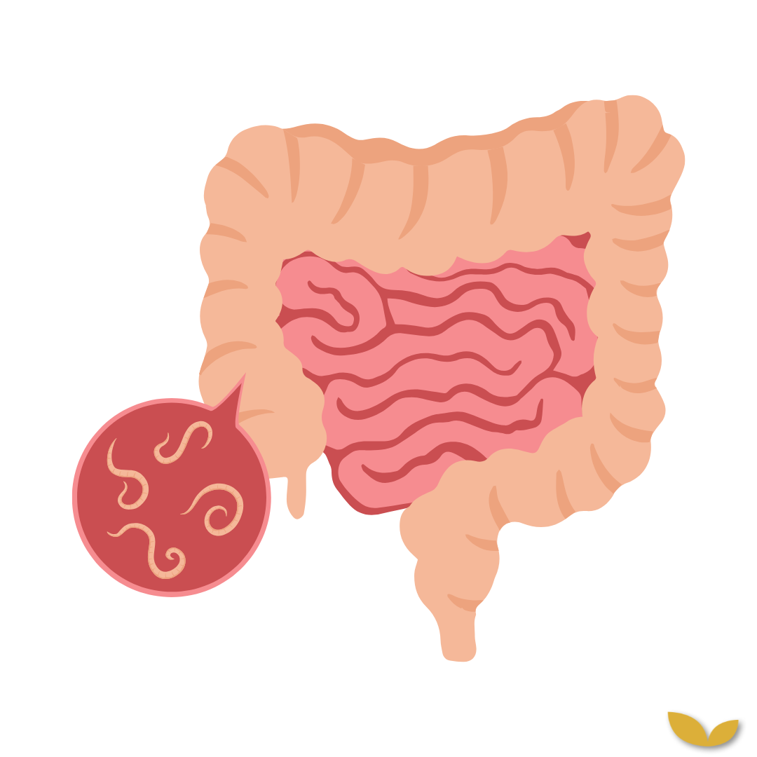 Parasieten: het complete overzicht (symptomen, testen, behandeling)